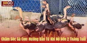 Ảnh bìa hướng dẫn chăm sóc gà chọi con từ khi mới nở tới hai tháng tuổi